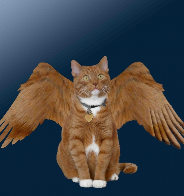 Creation of Angel: Step 3